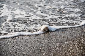 frothy water with soil