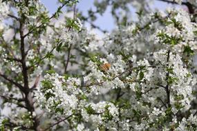 Butterfly Flower Spring