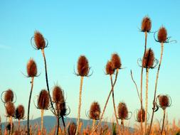 wild Thistles Flowers in Nature