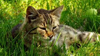 Incredible cute cat sleeps on the green grass