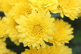 Yellow chrysanthemum Flowers close up, background