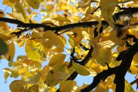 Leaves Autumn Dry