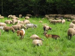 Sheep Goat