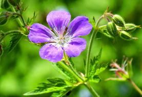 Flower Detail Nature