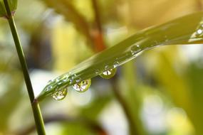 Drop Of Water Nature Raindrop