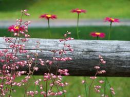 Flowers Daisy Pink