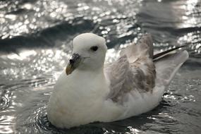 swimming white seagull