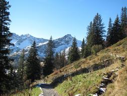 Fellhorn Snow Firs