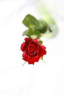 Red Rose Flower