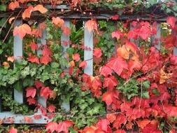 Ivy plants Wine Partner Garden In Autumn