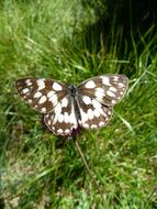 Close up view of Natural Butterfly