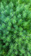 green lichen plants