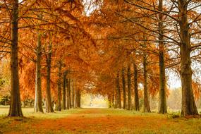 Autumn Nature Trees in park