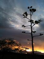Sunset Landscape Trees
