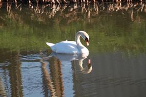 Beautiful, white swan, swimming in the water, with reflection