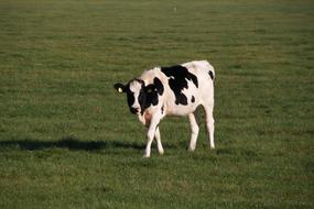 Cow Animal on Farm
