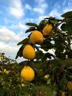 Nature Plant Fruits