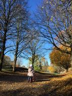 Autumn Tree Trees Light Golden