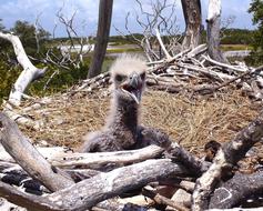 bald eagle chick in the nest