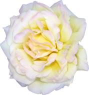 Flower Rose White