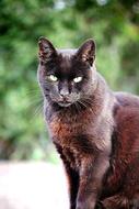 black cat with bright eyes on a blurred background