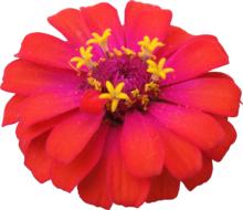 red zinnia bud on white background