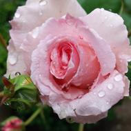 Rose Pink Flower bud