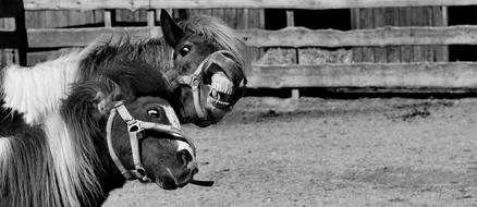 Black and white photo of the cute, beautiful and colorful horses on the meadow