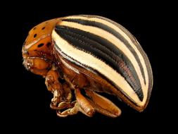 gorgeous False Potato Beetle