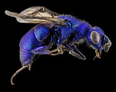 Cuckoo Wasp Blue drawing