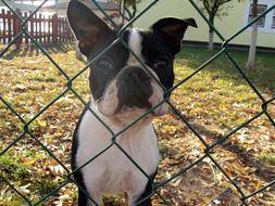 enchanting French Bulldog