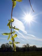 Sun Branch Leaves