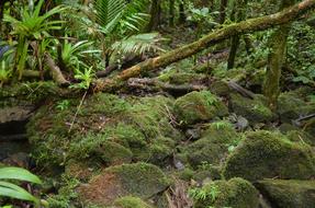 Forest Anvil Stone