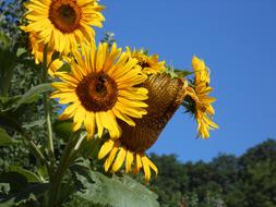 beautiful sunflowers in the field