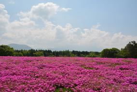 Flower Pink Field