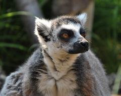 furry Ring-tailed lemur in zoo