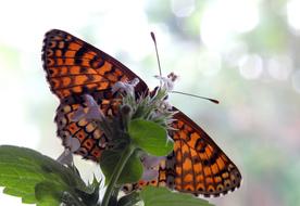 brown butterfly on green plant