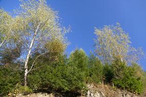 Landscape Deciduous Tree Clouds