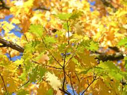 yellow and green oak leaves on branches