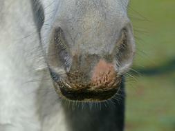 macro photo of the nose of a white horse