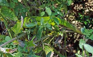 Green Lizard Reptile