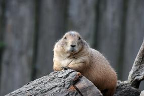 incredibly cute Prairie Dog