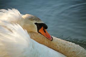 white swan is resting on the shore of a pond