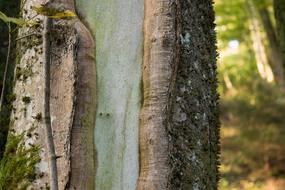 Bark Tree Tribe