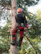 Surgeon Logger on Tree