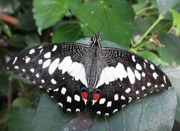 closeup picture of the black and white spotted butterfly on a green plant