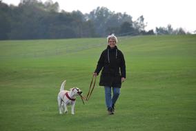 Labrador Dog walking on lawn with woman
