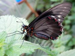 incredibly cute Butterfly