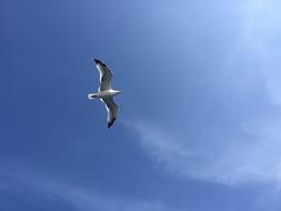 soaring seagull in the blue sky on a sunny day