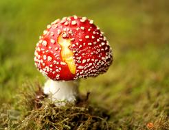 Mushroom Fly Agaric Garden